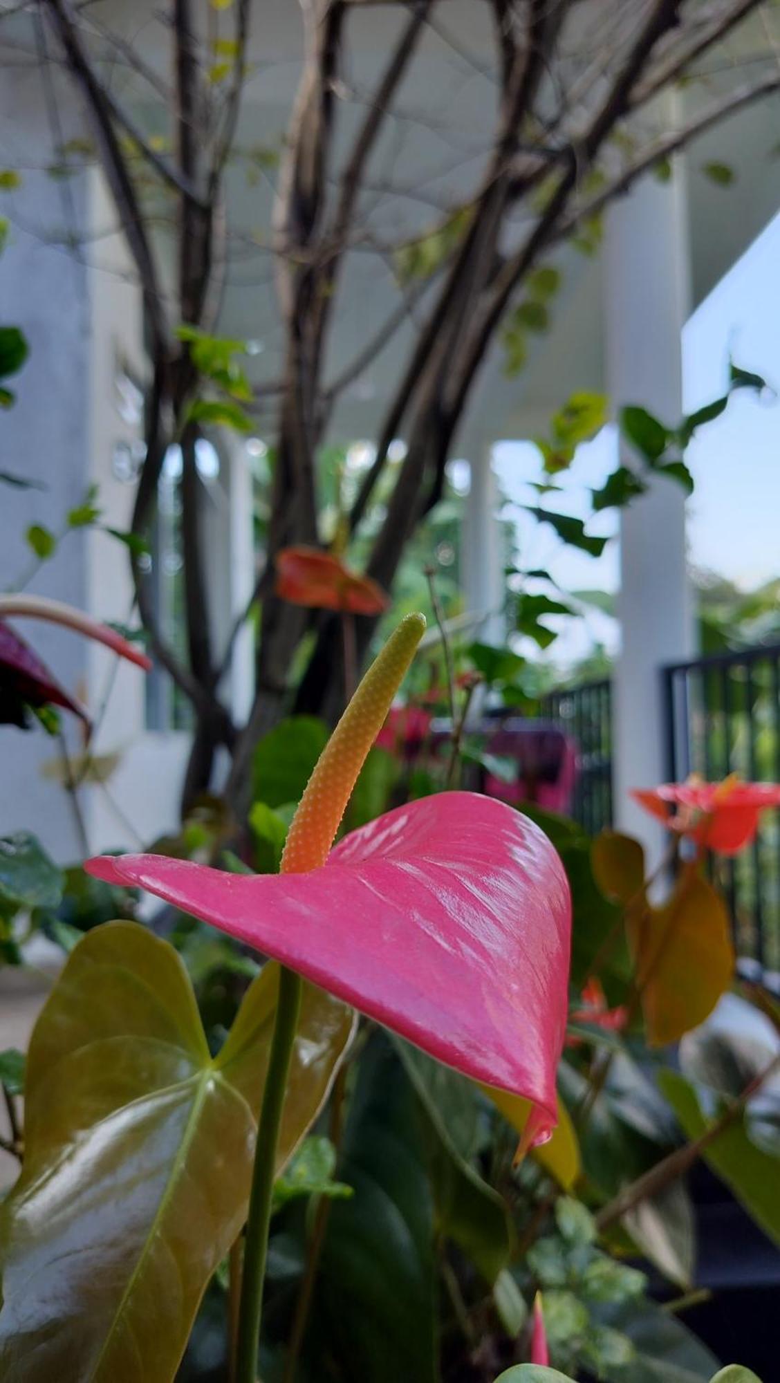 The Bliss Homestay Елла Екстер'єр фото